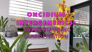 My Oncidium Intergenerics Understanding their Classification amp Taxonomy [upl. by Ecidnac312]