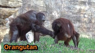 Amazing orangutan family 422 オランウータン家族の日常【Cute animal baby videos】【多摩動物公園】 [upl. by Bristow]