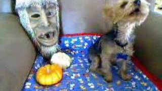 Crazy Yorkie Dog  Yorkshire Terrier on Halloween [upl. by Mittel]