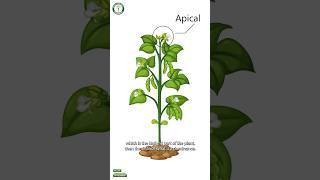 Apical Dominance in plants [upl. by Ardni]