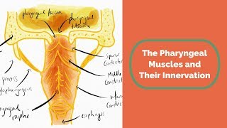 The Pharyngeal Muscles and Their Innervation [upl. by Germana815]