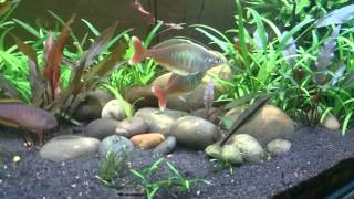 Chilatherina bleheri rainbowfish [upl. by Valenza]