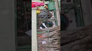 Sabir pak gular wala ped kaliyarsharifdargah mela viralvideo [upl. by Dodie]