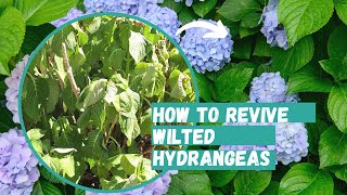 How to Revive Wilted Hydrangeas  Hydrangea  Hydrangea Care [upl. by Thar]