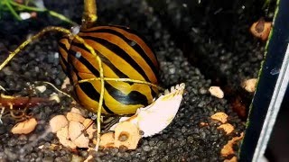 Neritina natalensis Nerite snails [upl. by Vizzone765]