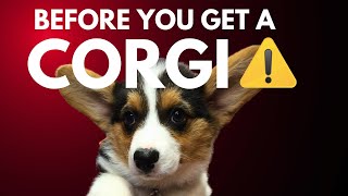 10 Reasons Why Corgis Are Not For You [upl. by Anthiathia]