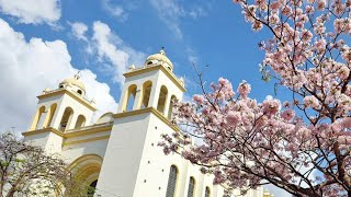 Maquilishuat árbol nacional de El Salvador CHULADA 😍🌸 [upl. by Tur]