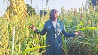 Happy farmer Reaping Millions from Sorghum Farming [upl. by Ardnohsed151]