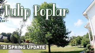 Spring 2021 Update  Tulip Poplar Trees  Liriodendron tulipifera [upl. by Hillery]