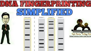 DNA fingerprinting simplified  molecular biology for NEET AIIMS JIPMER MCAT KVPY [upl. by Sitoiganap]