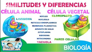 DIFERENCIAS Y SIMILITUDES ENTRE LA CELULA VEGETAL Y ANIMAL [upl. by Antebi]