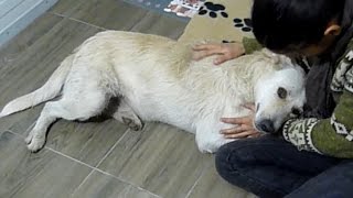 Homeless Dog with Cancer Living Alone on the Streets Only Wanted to be Hugged [upl. by Charleton79]