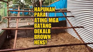 HAPUNAN PARA SA ATING MGA BATANG DEKALB BROWN HENS [upl. by Verina]