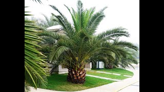 Phoenix Canariensis [upl. by Basir609]