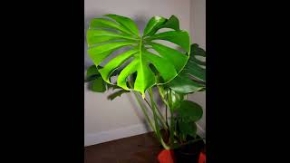 Timelapse of Monstera deliciosa leaf unfurling inner fenestrations [upl. by Godrich]