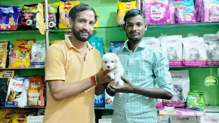 Amit pet shop sell cute sa pomelian puppy any query pls call 8353948493pets azamgarh dog cat [upl. by Sande]