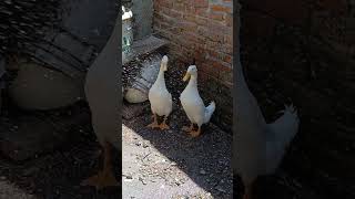 PATOS bañándose a manguerazos para soportar el calor [upl. by Sully]