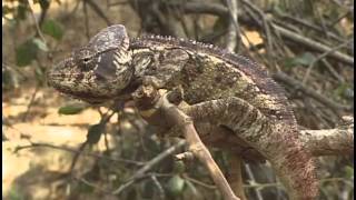 THE CHAMELEONS OF MADAGASCAR [upl. by Mccallion]