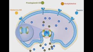 KH ATPase proton pump ðŸ§¡ [upl. by Iolenta]