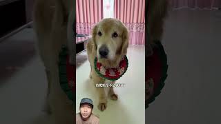 CELANA PAPA DIRUSAKIN GUGUK shorts dubbing funny [upl. by Eizle]