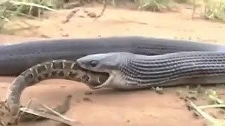 Incredible Fight Python Snake vs King Cobra [upl. by Hametaf]