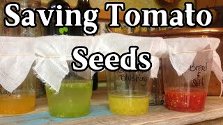 Complete Guide on How to Save Tomato Seeds for Next Season [upl. by Jud776]