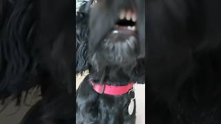 The Yappy Dog🗣🐶 being wound up dog funny yappy fun shorts viral riot [upl. by Horner]