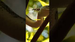 5 Of The Deadliest Snakes Around 🐍 snakes facts creepy shorts shortsfeed reptiles world [upl. by Esbenshade]