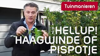 Wat doe je aan de Haagwinde of pispotje  Tuinmanieren [upl. by Letsirc]