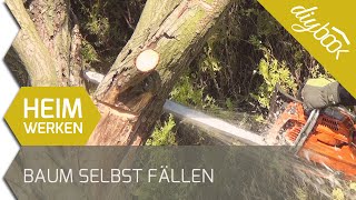 Baum fällen  Das Fällen einer Weide [upl. by Sekyere]