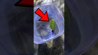 Leaf propelled by ink experiment GTA 5 SKATEBOARD shorts techfcshorts shortsfeed shortvideo [upl. by Acino328]