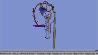 Interactive 3D Nephron [upl. by Siroled]