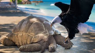 Eagle attack Tortoise from sky  Sky hunting [upl. by Eremehc]