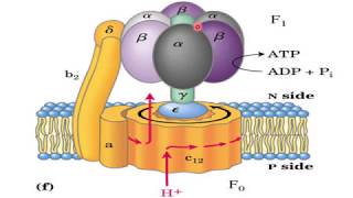 Electron Transport Chain ETC  Biological Oxidation  NEET PG Biochemistry  Dr Amit [upl. by Leirud399]