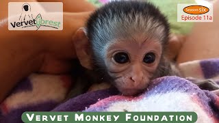 Tiniest orphan baby monkey 🐒 arrive follow up on orphans foster mom introductions [upl. by Esra]