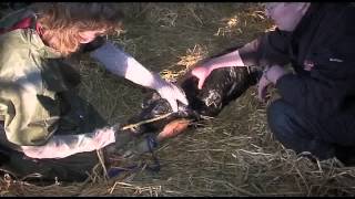 Calving the Dairy Cow [upl. by Kiersten]