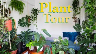 House plant tour 2023  All my plants in my small apartment [upl. by Kimbell]