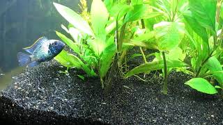 Electric Blue Acara Cichlid Breeding in Community Tank 11323 [upl. by Arikahc]