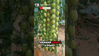 Unbelievable secret techniques for growing tomato plants ✅️🌳 Part 01 🌍 shorts unique [upl. by Middle]