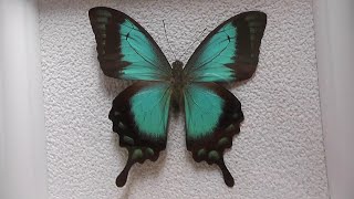 ИЗ МИРА 34 Papilio lorquinianus парусник лорквиниан [upl. by Llabmik]