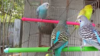 Love Birds Singing and Playing in the Afternoon 🦜🦜 lovebirds budgiebirds parakeet [upl. by Aiuoqes]