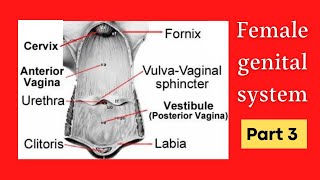 Female genital system of horse amp Its Comparativ 🐎 طب بيطرى 🐄 محاضرة تشريح 🐏 Part3 [upl. by Ahsuas]