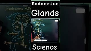 endocrine glands biology diagram science [upl. by Imer110]