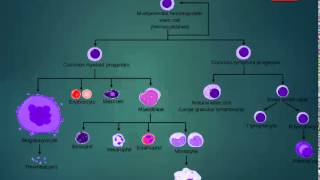 Erythroid cells Lymphocytes Myelocytes [upl. by Tyson730]