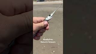 Needlefish Nature’s Scissors [upl. by Agarhs142]