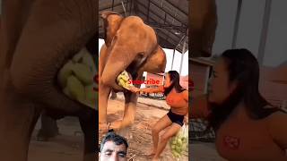 elephant catching mango funnyanimal elephant shorts [upl. by Atnahsal959]