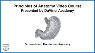 Stomach and Duodenum Anatomy Abdominal Anatomy 5 of 9 [upl. by Angelique]