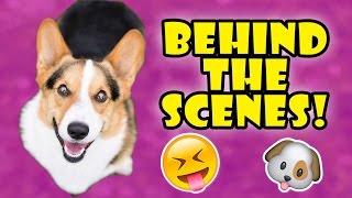 CORGI Calendar Shoot  GO BEHIND THE SCENES [upl. by Alleuol387]