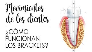 ¿CÓMO FUNCIONAN LOS BRACKETS  ASÍ SE MUEVEN TUS DIENTES [upl. by Engvall602]