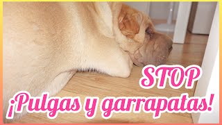 REMEDIO CASERO CONTRA PULGAS Y GARRAPATAS PARA PERROS DELIA GARCIA TV [upl. by Nylave471]